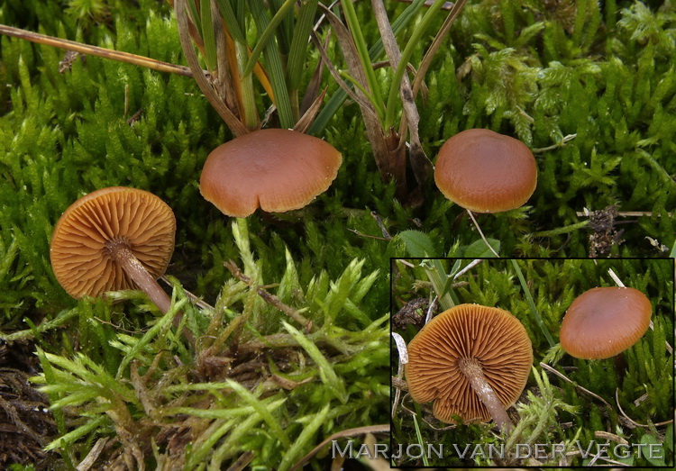 Duinmosklokje - Galerina uncialis