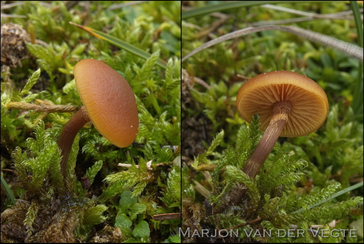 Duinmosklokje - Galerina uncialis