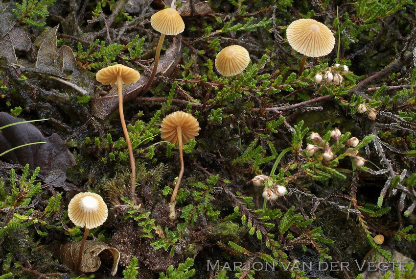 Barnsteenmosklokje - Galerina vittiformis