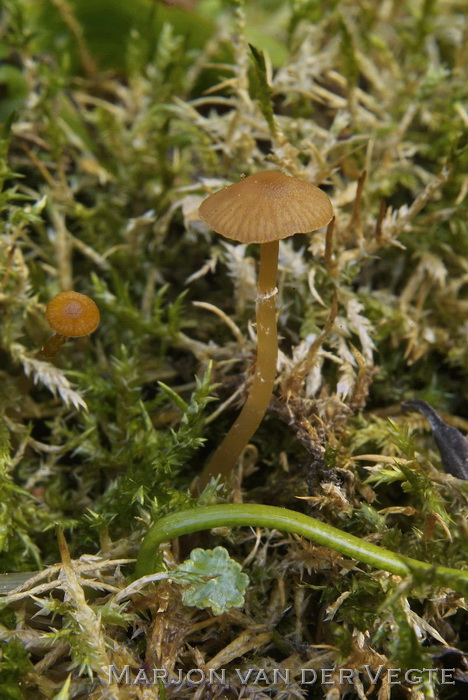 Witgeringd mosklokje - Galerina jaapii