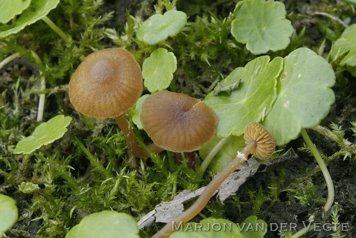 Witgeringd mosklokje - Galerina jaapii