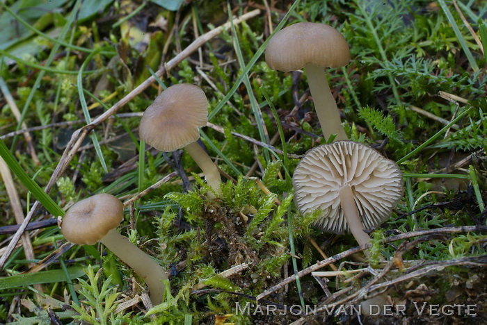 Kleverig trechtertje - Gamundia striatula