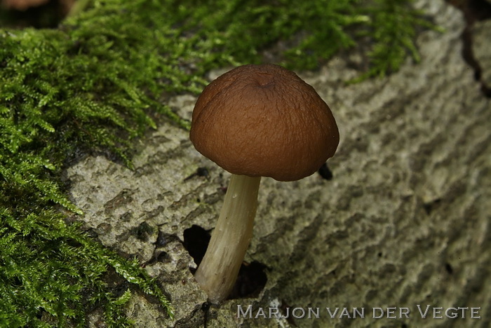 Geaderde hertenzwam - Pluteus phlebophorus