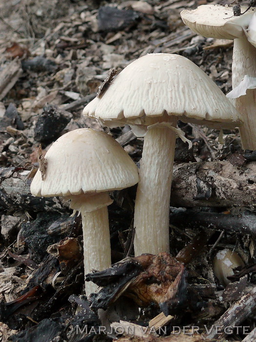 Geaderde leemhoed - Agrocybe rivulosa