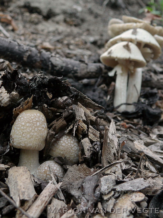 Geaderde leemhoed - Agrocybe rivulosa