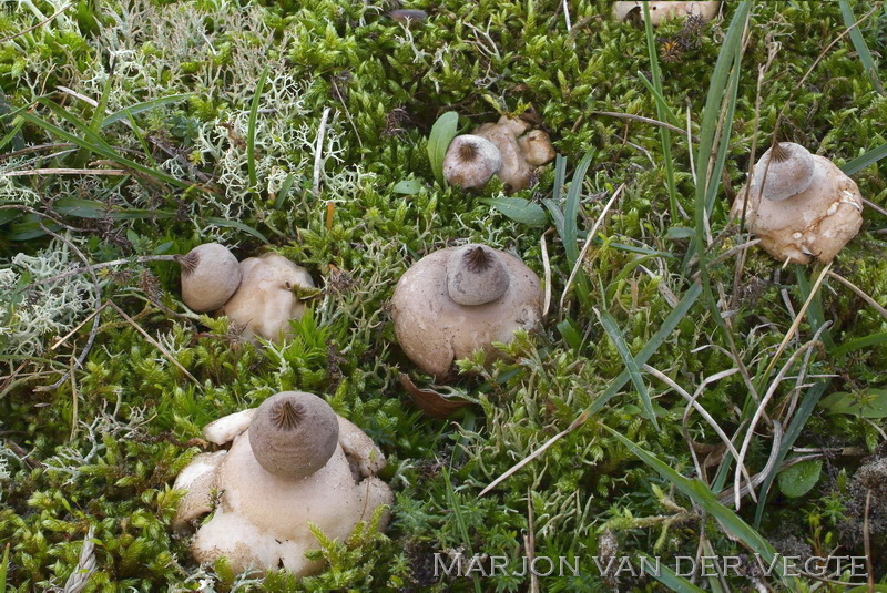 Bruine aardster - Geastrum elegans