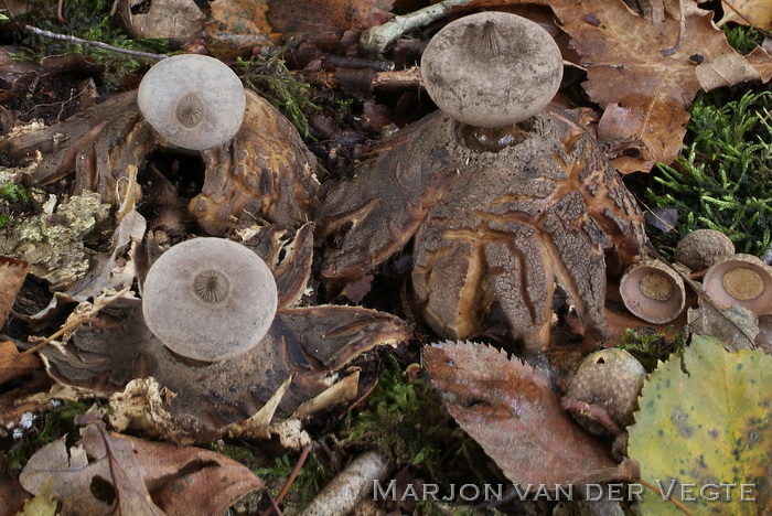 Baretaardster - Geastrum striatum