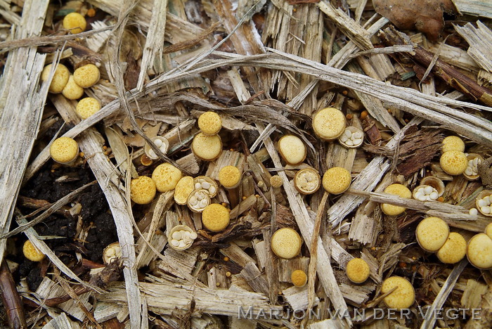 Geel nestzwammetje - Crucibulum crucibuliforme