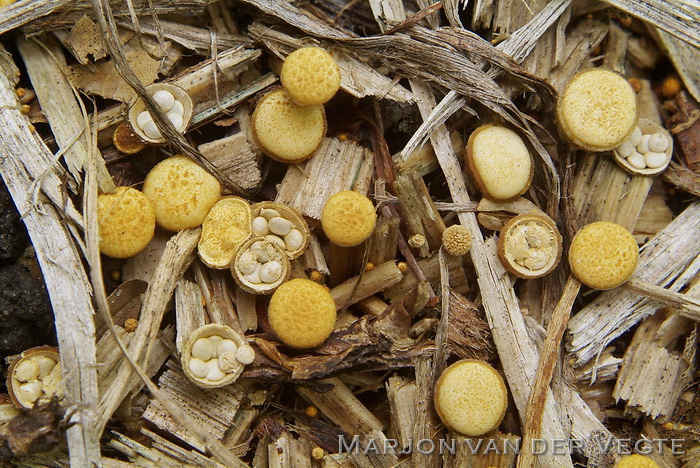 Geel nestzwammetje - Crucibulum crucibuliforme