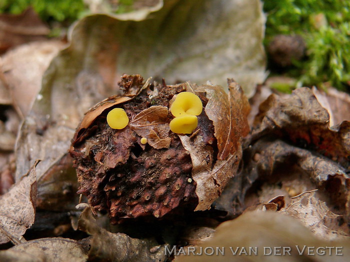 Oranje bladvlieskelkje - Hymenoscyphus epiphyllus