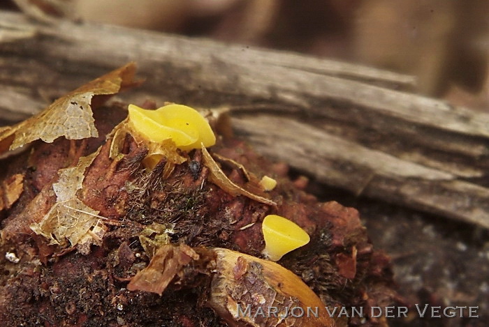 Oranje bladvlieskelkje - Hymenoscyphus epiphyllus