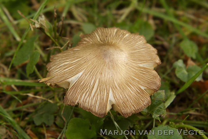 Geelbruine spleetvezelkop - Inocybe rimosa