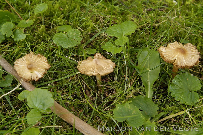 Geelbruine spleetvezelkop - Inocybe rimosa