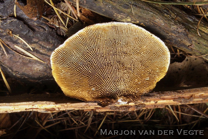 Geelbruine plaatjeshoutzwam - Gloeophyllum sepiarium