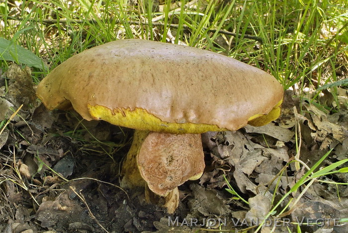 Geelnetboleet - Butyriboletus appendiculatus