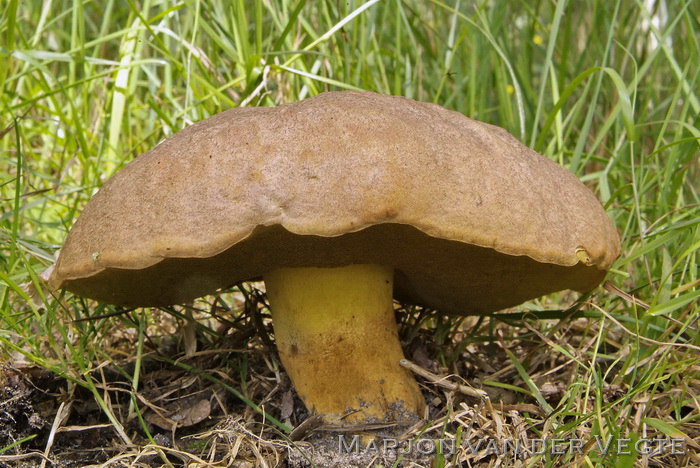 Geelnetboleet - Butyriboletus appendiculatus