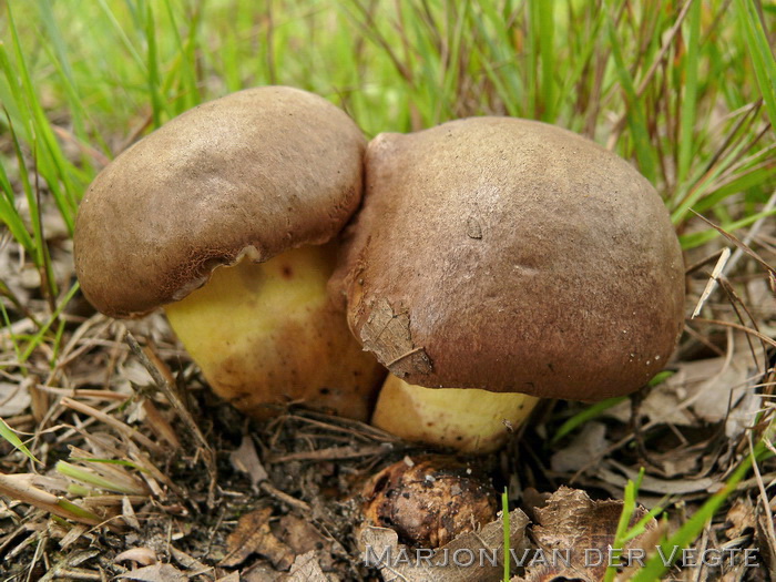 Geelnetboleet - Butyriboletus appendiculatus