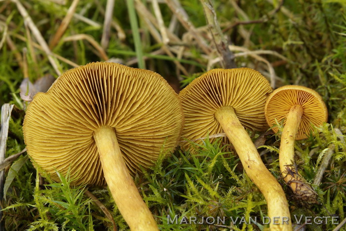 Geelplaatgordijnzwam - Cortinarius croceus