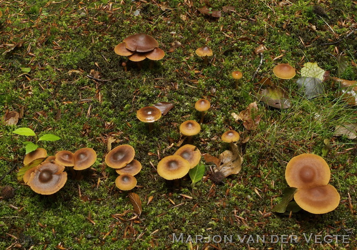 Geelplaatgordijnzwam - Cortinarius croceus