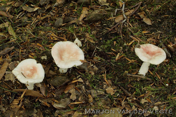 Geelvlekkende russula - Russula luteotacta