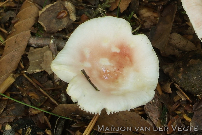 Geelvlekkende russula - Russula luteotacta