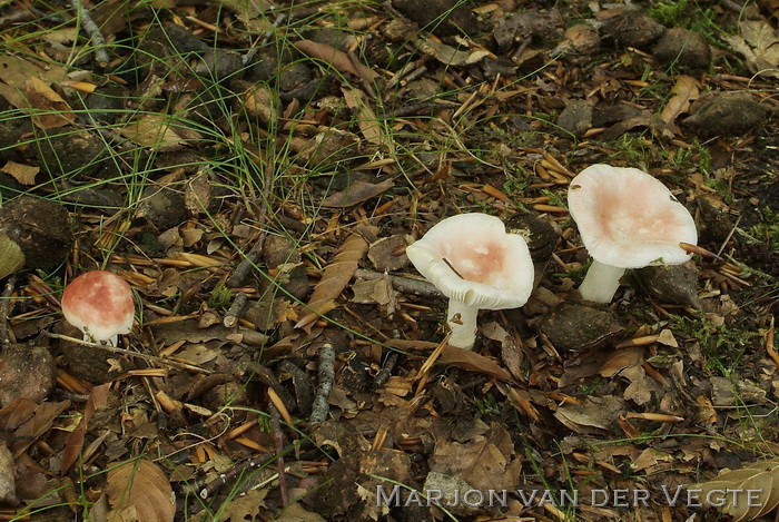 Geelvlekkende russula - Russula luteotacta