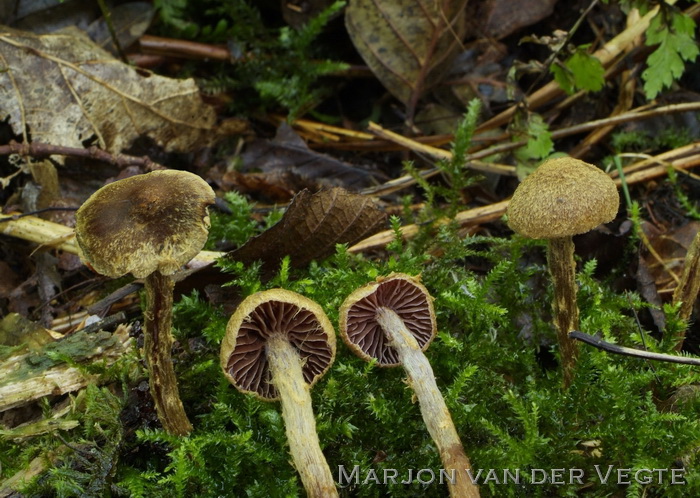 Geelvlokkige gordijnzwam - Cortinarius helvelloides