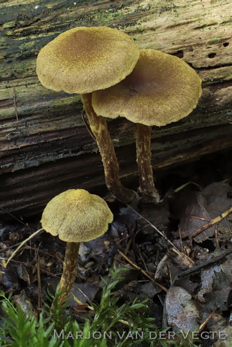 Geelvlokkige gordijnzwam - Cortinarius helvelloides