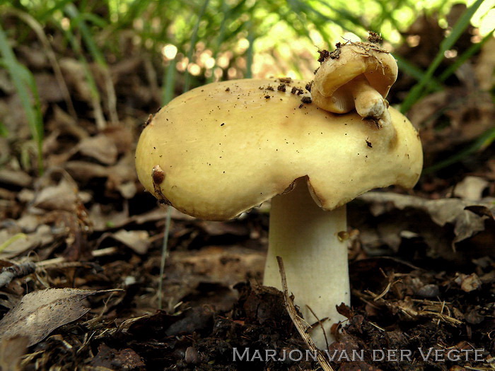 Geelwitte russula - Russula ochroleuca