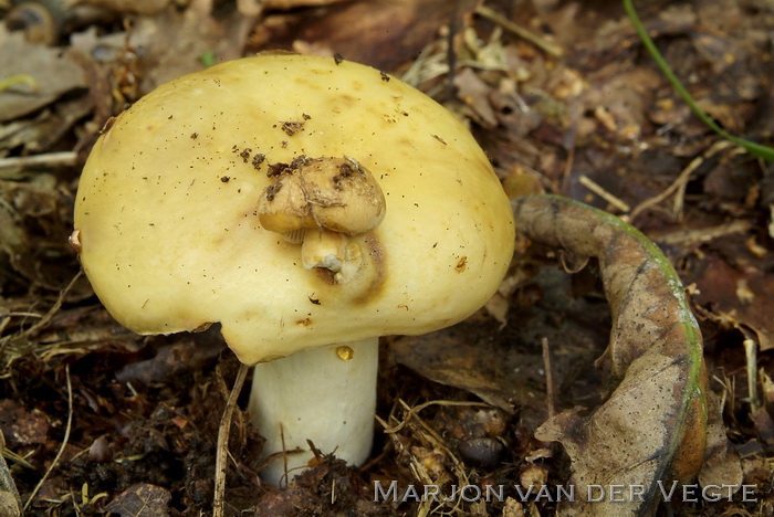 Geelwitte russula - Russula ochroleuca