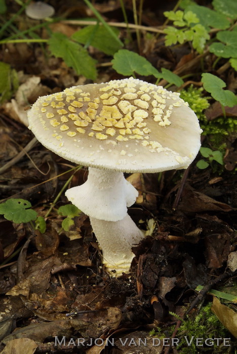 Geelwrattige amaniet - Amanita franchetii