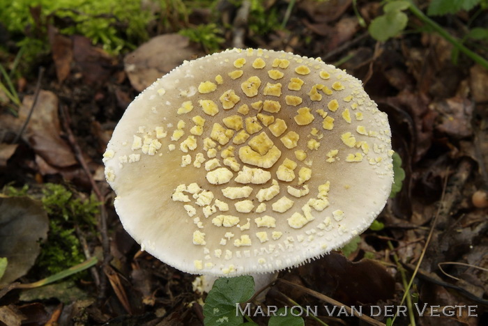 Geelwrattige amaniet - Amanita franchetii