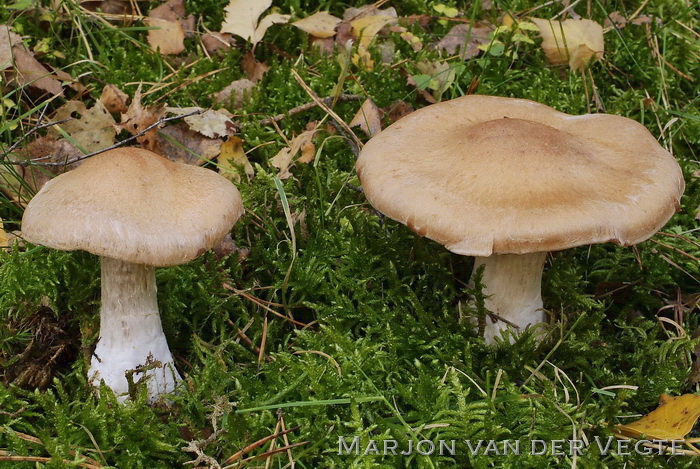 Gegordelde berkengordijnzwam - Cortinarius bivelus