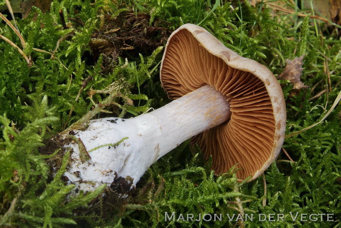 Gegordelde berkengordijnzwam - Cortinarius bivelus