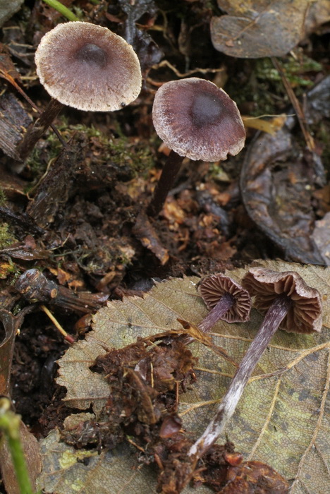 Kleinste elzengordijnzwam - Cortinarius lilacinopusillus