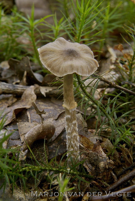 Spitse pelargoniumgordijnzwam - Cortinarius flexipes