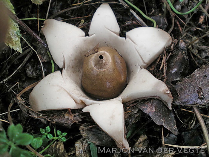 Gekraagde Aardster - Geastrum triplex