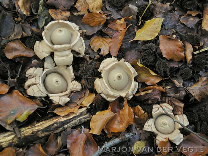 Gekraagde Aardster - Geastrum triplex