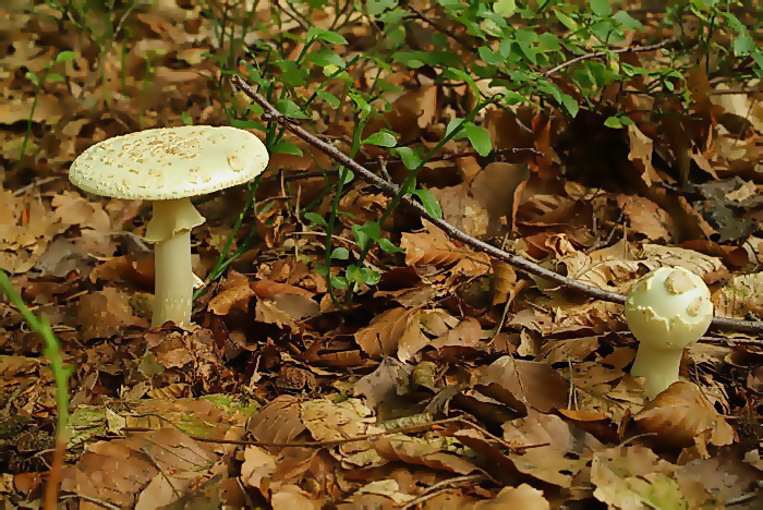 Gele knolamaniet - Amanita citrina