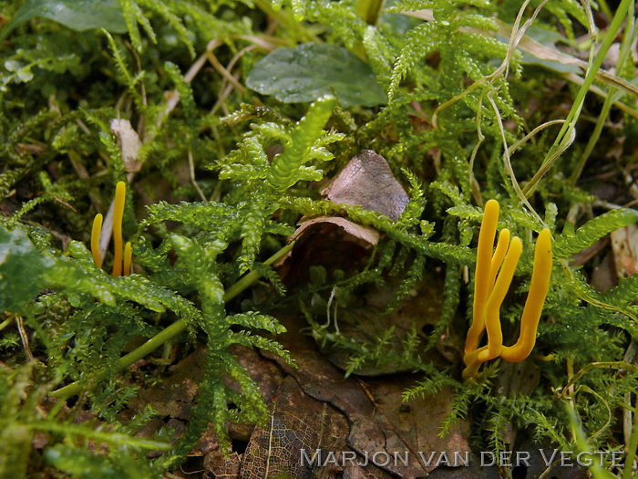 Gele knotszwam - Clavulinopsis helvola