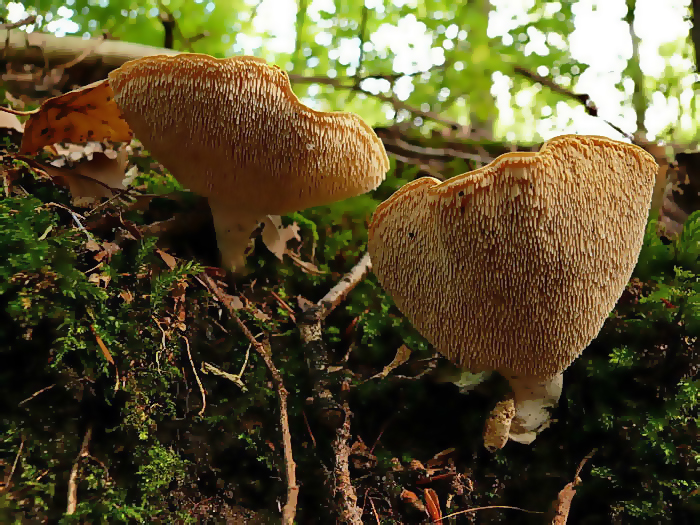 Gele Stekelzwam - Hydnum repandum