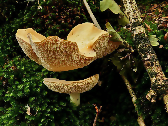 Gele Stekelzwam - Hydnum repandum