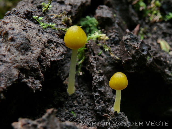 Gele aderhertenzwam - Pluteus chrysophaeus