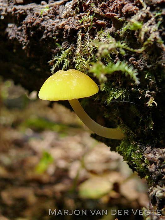 Gele aderhertenzwam - Pluteus chrysophaeus