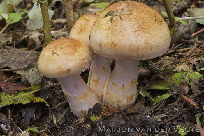 Gele kleibosgordijnzwam - Cortinarius coalescens