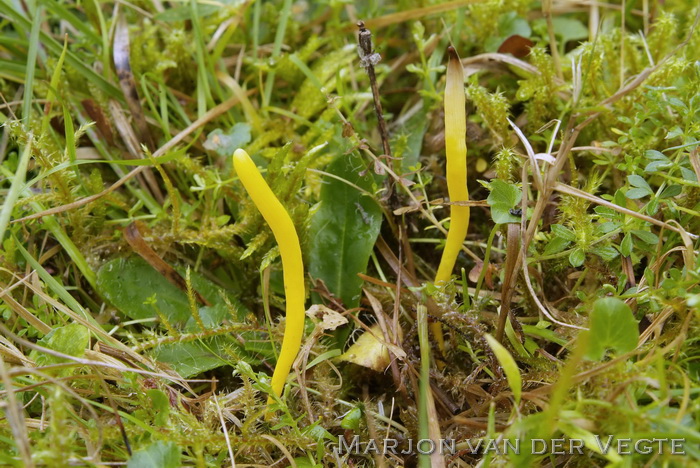 Gele knotszwam - Clavulinopsis helvola