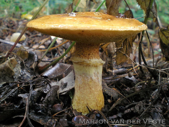 Gele ringboleet - Suillus grevillei