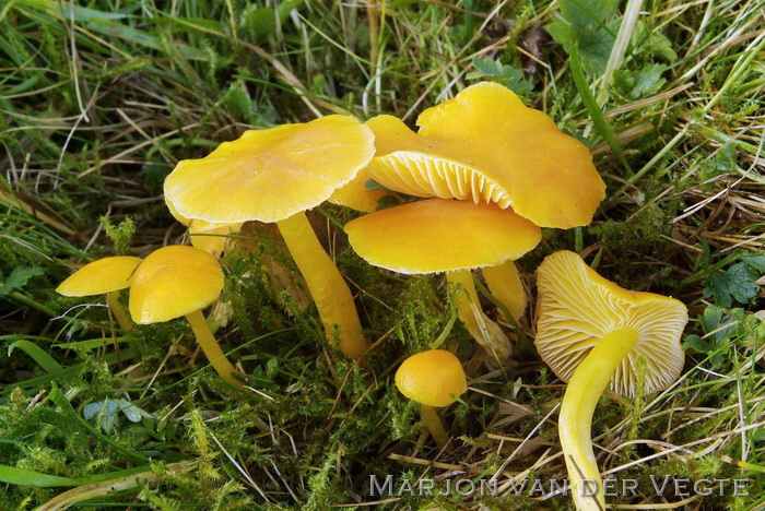 Gele wasplaat - Hygrocybe chlorophana