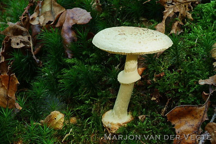 Gele knolamaniet - Amanita citrina