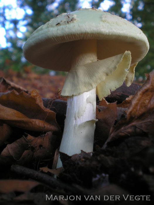 Gele knolamaniet - Amanita citrina